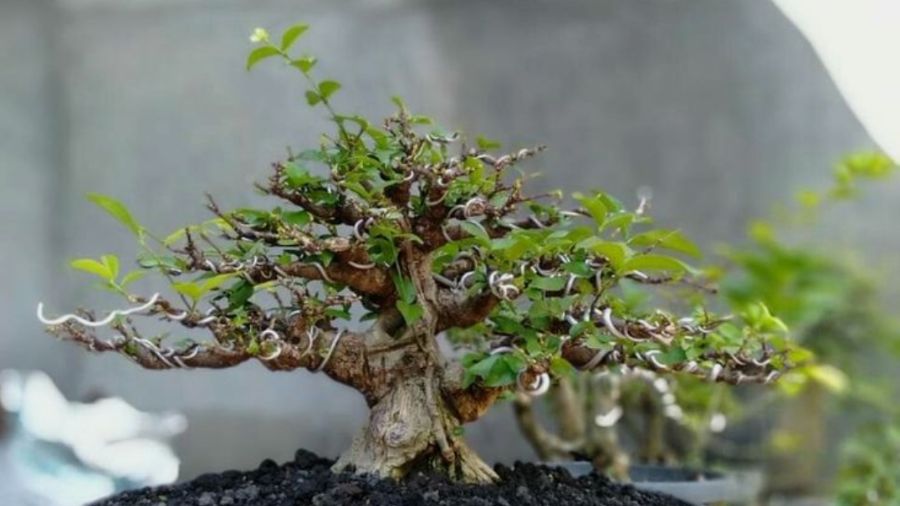 Referensi mame bonsai