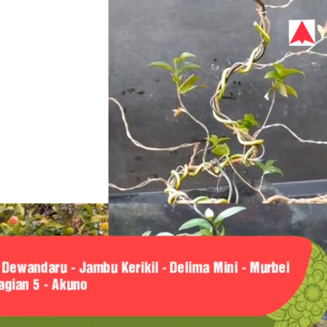 Bahan Bonsai Anggur Brazil, Ceremai Belanda, Jambu Kerikil, Delima Mini, Murbei 