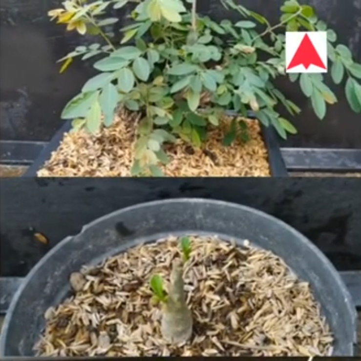 Tanaman bagus dijadikan bonsai-Ileng-ileng atau mangsian, Adenium, Lantana 