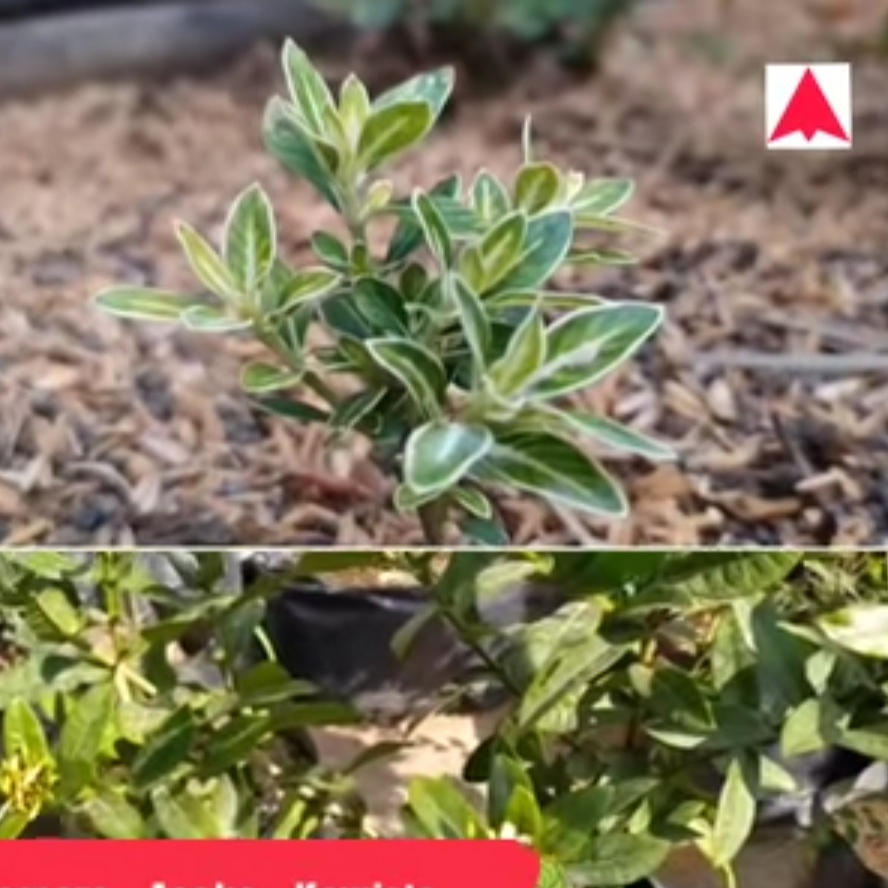 Bonsai Hingkip Mirten, Cemara, Asoka, Kawista