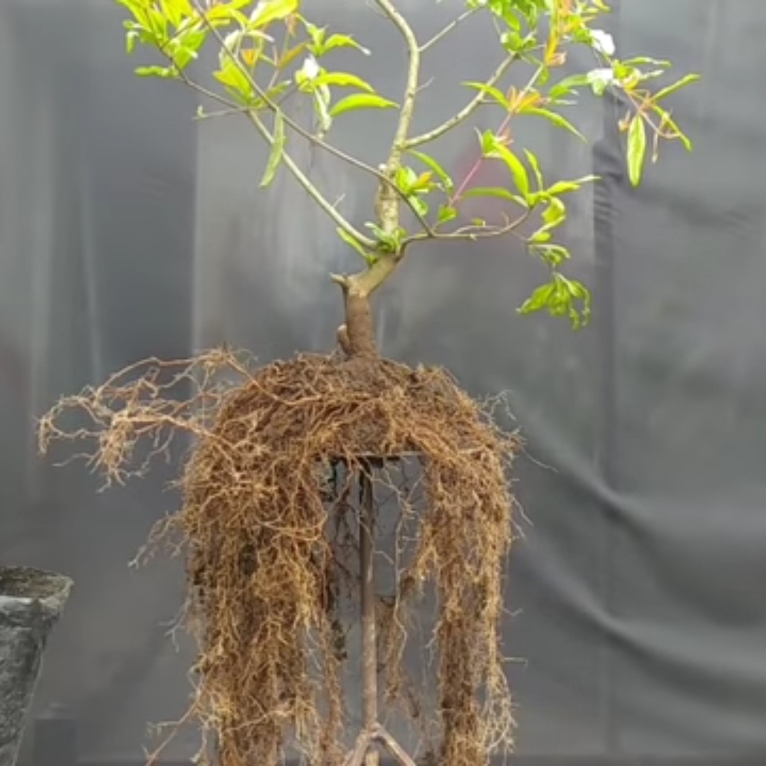 Gerak Dasar Bonsai Delima