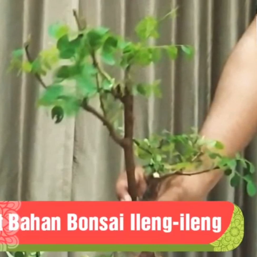 Hasil Dongkel Bahan Bonsai Ileng-ileng