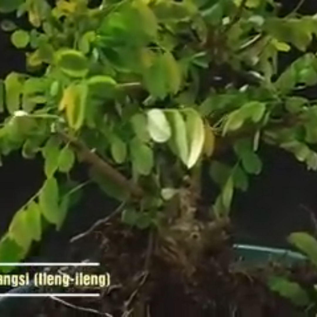 Bonsai ileng-ileng Mangsi