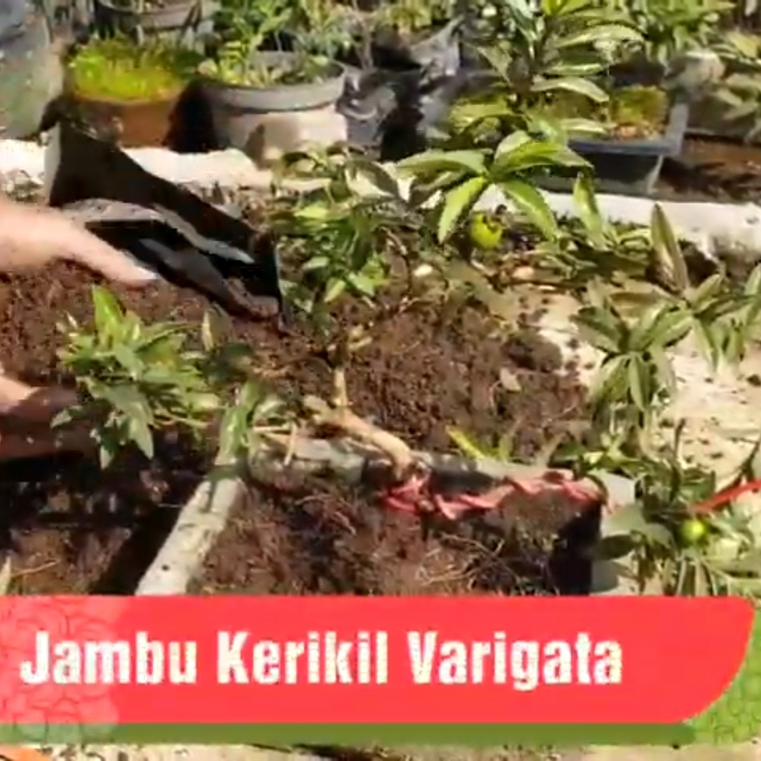 Membuat Bonsai Mame Jambu Kerikil Varigata 