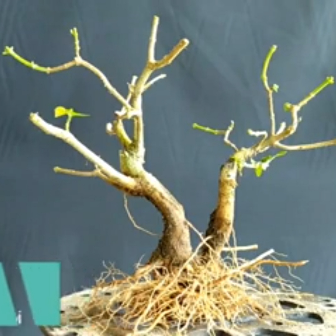 Bahan Bonsai Lantana mame sudah terlihat bagus