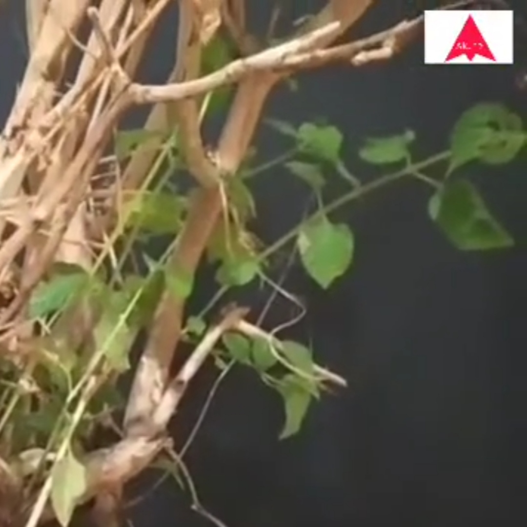 Bonsai Lantana Camara Tembelekan