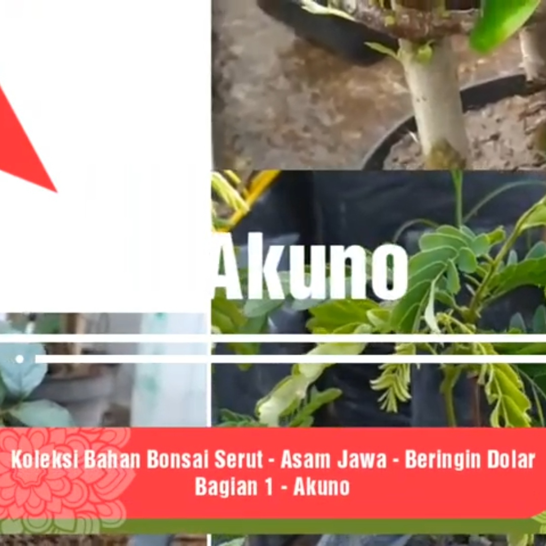 Jenis pohon yang bisa dijadikan bonsai