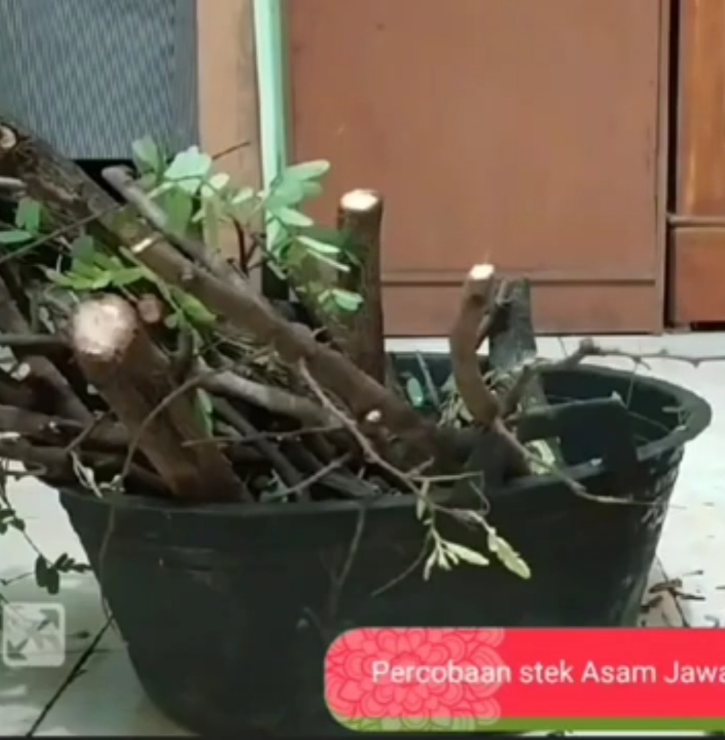 Memperbanyak Asam Jawa dengan Cara Stek Namun Gagal