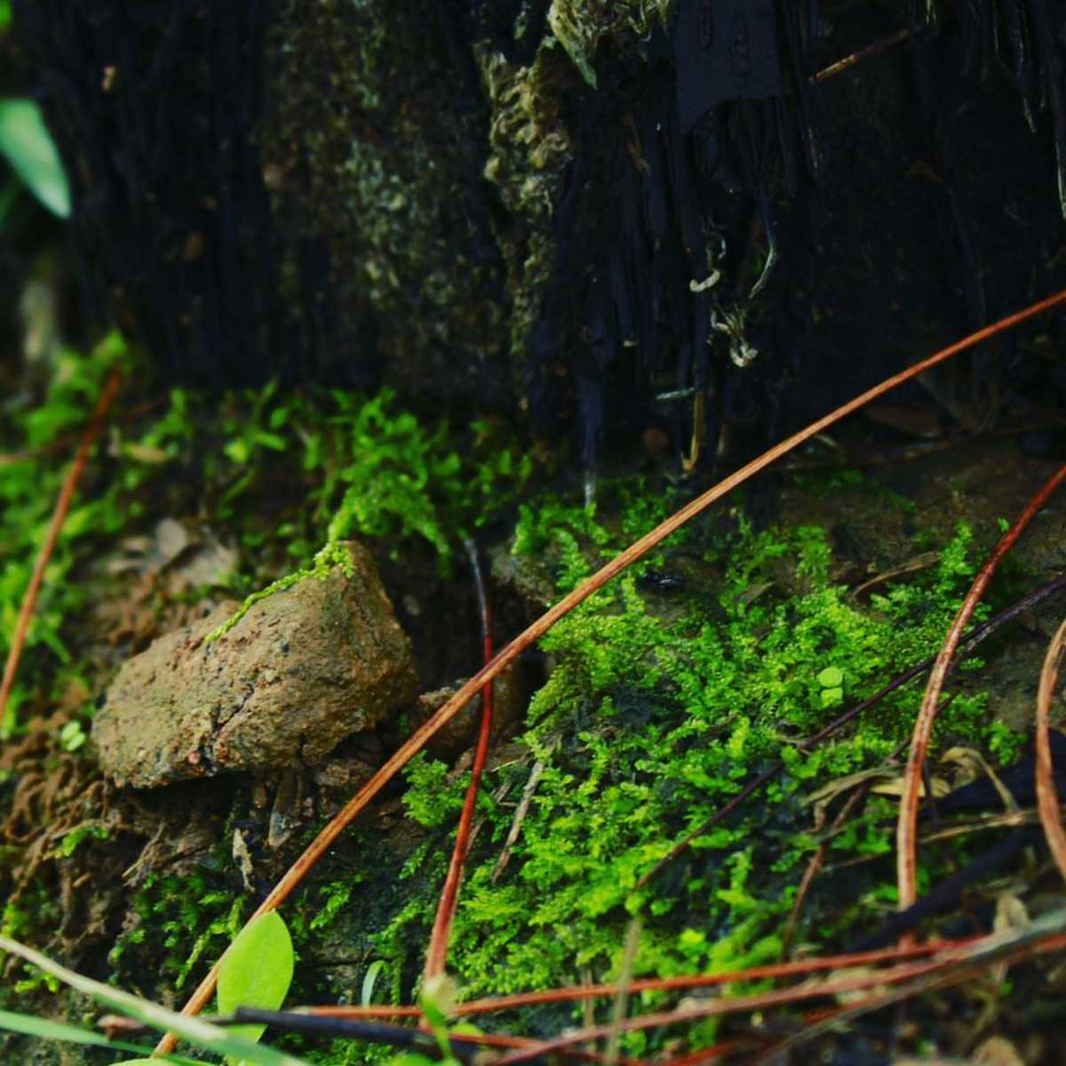 Keindahan dari Kesederhanaan